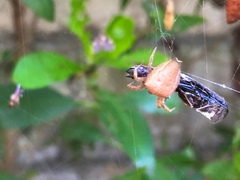 Cyrtophora exanthematica