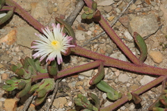 Mesembryanthemum paulum