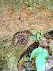 Bothrops atrox