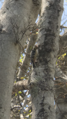 Dendrocopos analis