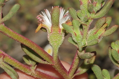 Mesembryanthemum paulum