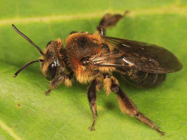 Snowy Mining Bee