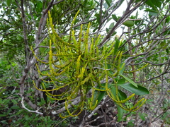 Korthalsella disticha