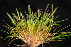 Agrostis breviculmis