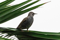 Sturnus vulgaris