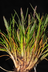 Agrostis breviculmis