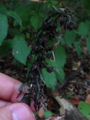 Epipactis