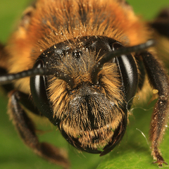 Andrena nivalis