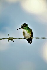 Chrysuronia versicolor