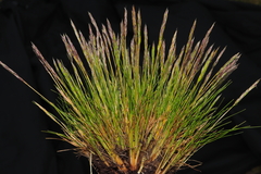 Agrostis breviculmis