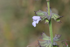 Salvia runcinata