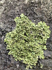 Melanohalea exasperatula