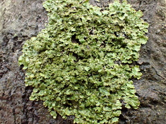 Melanohalea exasperatula