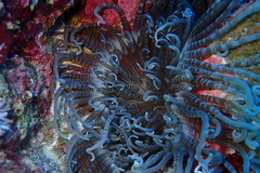 Heteractis