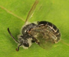 Andrena fragilis