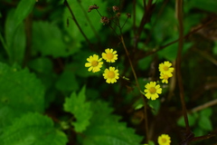 Sinosenecio oldhamianus