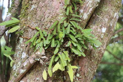 Pyrrosia linearifolia