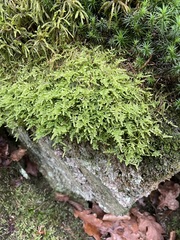 Hypnum jutlandicum
