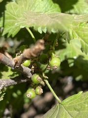 Ribes magellanicum
