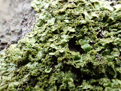 Melanohalea exasperatula