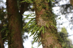 Pyrrosia linearifolia