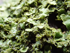 Melanohalea exasperatula