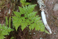 Davallia trichomanoides