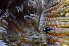 Heteractis