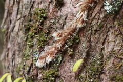 Davallia trichomanoides