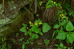 Sinosenecio oldhamianus