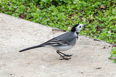 Motacilla alba