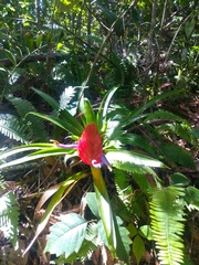 Tillandsia multicaulis