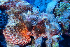 Scorpaenopsis