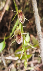 Cryptostylis