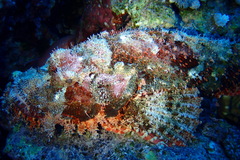 Scorpaenopsis