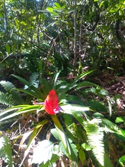 Tillandsia multicaulis