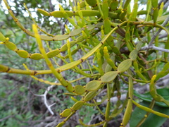 Korthalsella disticha