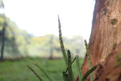 Lepisorus monilisorus