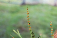 Lepisorus monilisorus