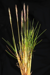 Calamagrostis vicunarum