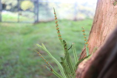 Lepisorus monilisorus