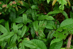 Wisteriopsis reticulata