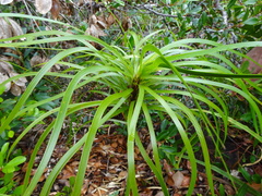 Lomandra insularis