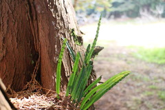 Lepisorus monilisorus