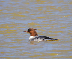 Mergus merganser merganser