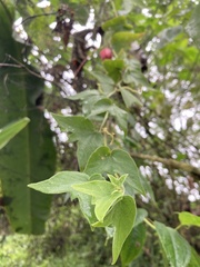 Passiflora cisnana
