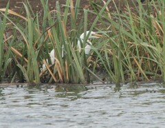 Ardea alba melanorhynchos