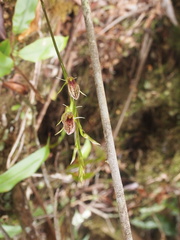 Cryptostylis