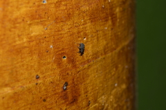 Conotrachelus posticatus