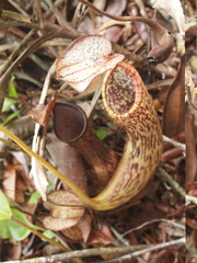 Nepenthes stenophylla